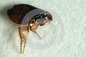 Flea or Human Flea - Pulex irritans on a white background.