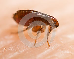 Flea on human skin. photo