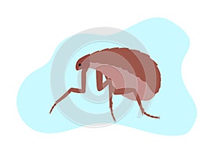 Flea Insect