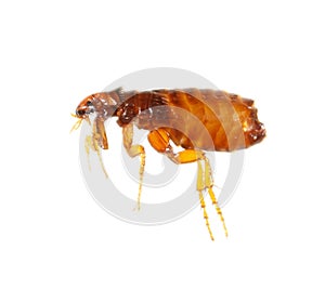 Flea isolated on a white background photo