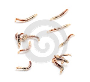 Flea larvae view from up high, isolated photo