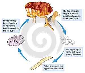 Flea life cycle