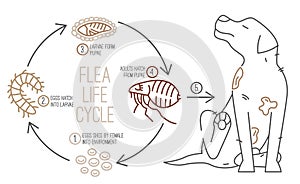 Flea life cycle. Four stages. Vector illustration