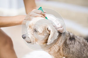 Flea prevention for a dog