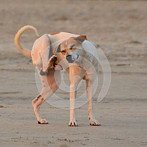 Dog scratching; golden hour on the beach