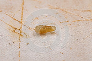 Flea Tapeworm proglottid photo
