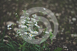 Fleabane