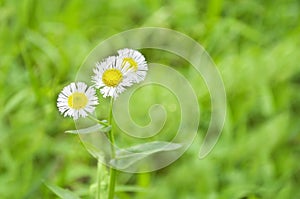 Fleabane in a Bright Green Field