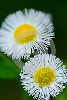 Fleabane-Erigeron annuus