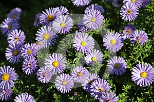 Fleabane or Erigeron with blue flowers on flowerbed