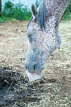 fleabitten grey arabic horse licking salt