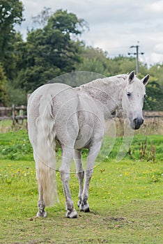 Light grey horse looking back ay camera