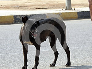 A female black street dog with dog fleas and ticks on its body, a black stray Egyptian female dog photo