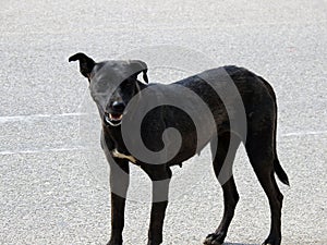 A female black street dog with dog fleas and ticks on its body, a black stray Egyptian female dog photo