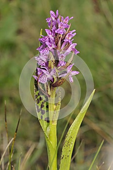 Flecked Marsh Orchid