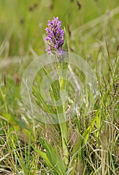 Flecked Marsh Orchid