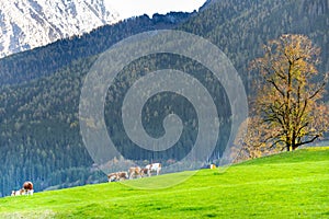 Fleckvieh Cows (Simmental)