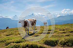 Fleckvieh milker cow against mountain range Berner Alps, alpine pasture idyllic swiss landscape