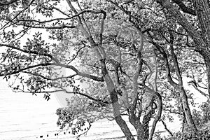 Flection trees monochrom in the rising sun on the beach