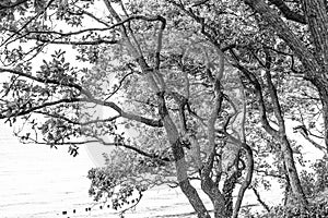Flection trees monochrom in the rising sun on the beach photo