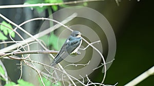A fledged barn swallow sits on a branch