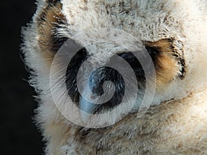 Fledgeling baby owl long eared barn owl