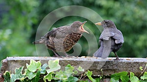 Juvenile blackbird showing yellow gape as it`s fed photo