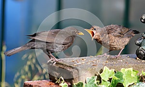 Fledgeling blackbird, turdus merula, fed by mother