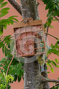 Fledgeling bluetit on garden suet bird feeder