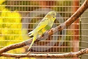 Fledgeling budgie Melopsittacus undulatus