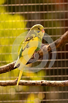 Fledgeling budgie