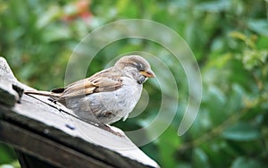 Fledgeling House Sparrow