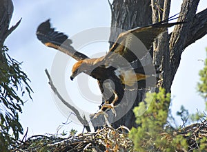 Fledgeling wedge-tailed eagle lifts off
