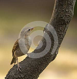 Fledging House Sparrow on branch