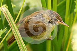 Fledging Reed Warbler among reeds