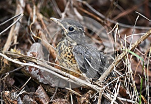 Fledgling baby American Robin fell out of nest