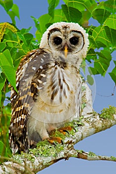 Fledgling Barred Owl