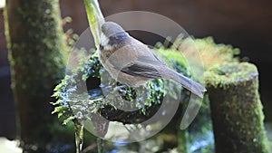 Fledgling bird takes shower in fountain