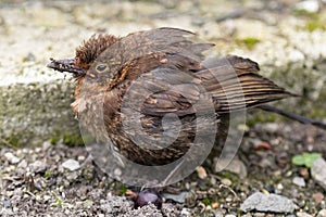 Fledgling Blackbird fatally wounded from a cat attack.