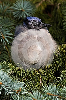 Fledgling Blue Jay Bird