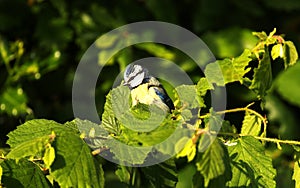 Fledgling Blue tit perched on Hazel branches