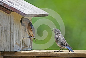 A fledgling Bluebird talks to his mom.