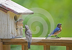 A fledgling Bluebird talks to his parents.