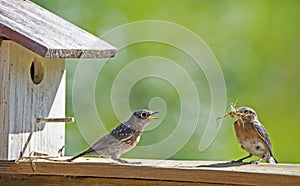 A fledgling Bluebird watches mom build a nest.