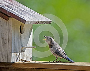 A fledgling Bluebird watches mom build a nest.