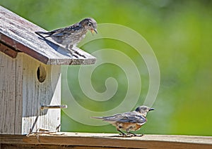 A fledgling Bluebird watches mom build a nest.