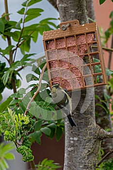 Fledgling bluetit on garden suet bird feeder