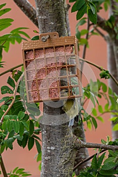 Fledgling bluetit on garden suet bird feeder