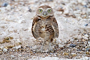 Fledgling Burrowing Owl on the Ground Near Burrow