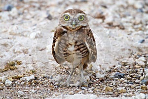 Fledgling Burrowing Owl on the Ground Near Burrow photo